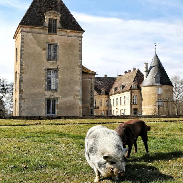 Château de Commarin en zijn sterren Oslo en Booba