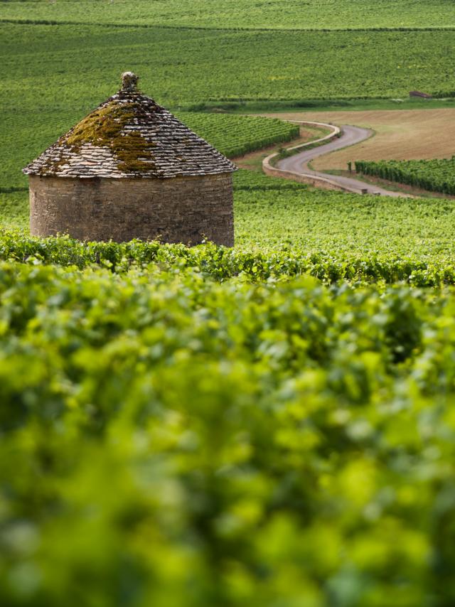 Cabotte Wijngaard Bourgogne