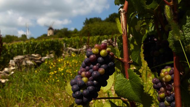 Grappe Santenay