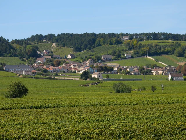 Vignes Volnay