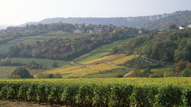 Saint Romain Vigne