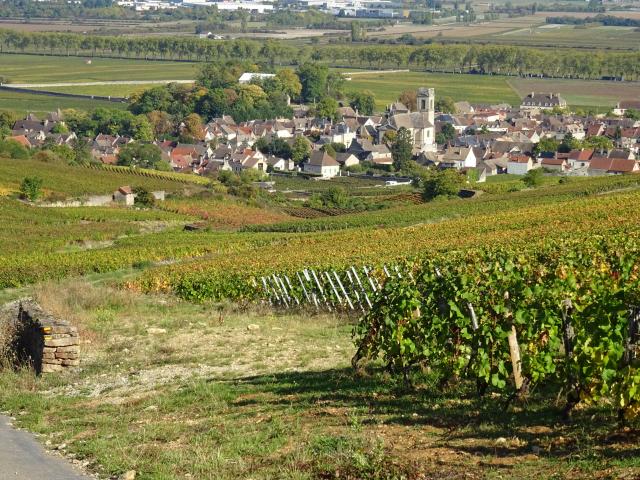 vignes-pommard-automne-1