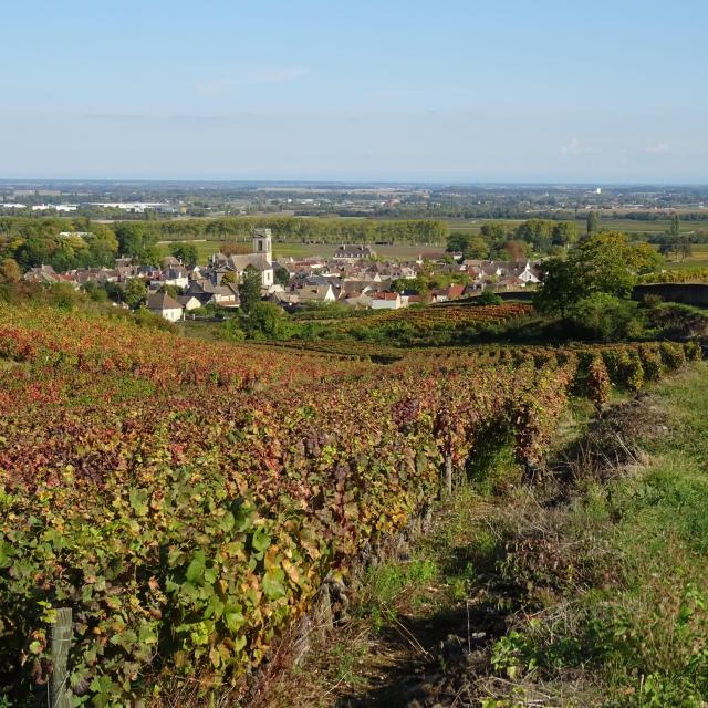vignes-pommard-automne-5