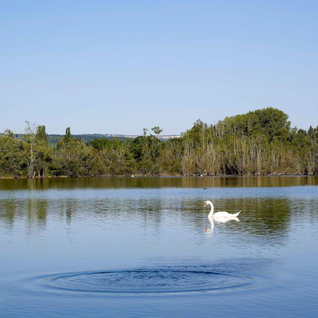 tailly-lac-cygne