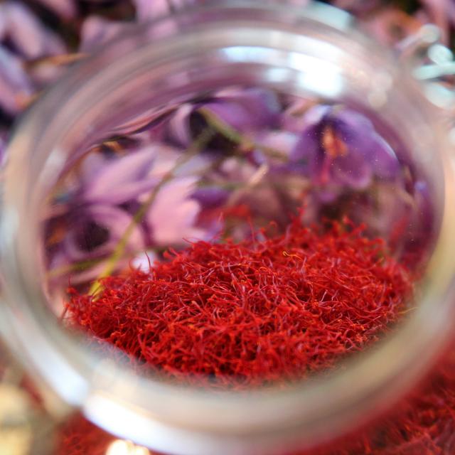 Saffron of Quercy