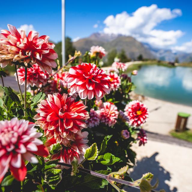 lac-buissonniere-ete-fleurs.jpg