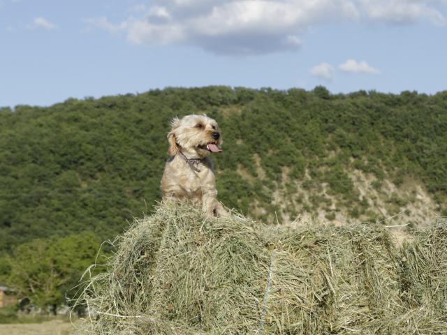 chien.jpg