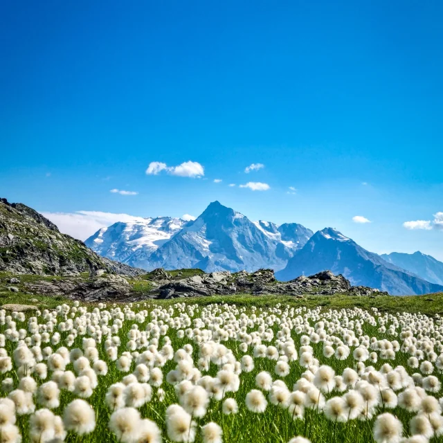Lac du Retour à Sainte-Foy-Tarentaise, paisible étang de montagne offrant une vue splendide sur les sommets environnants