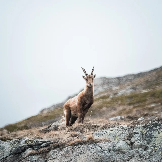 Animali selvatici - stambecchi soli in estate