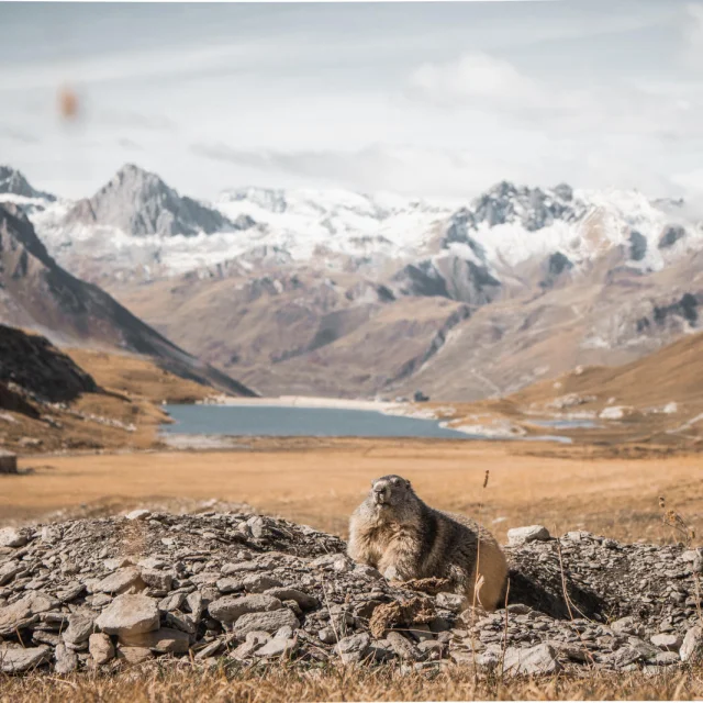 Marmotta in estate con un bellissimo paesaggio