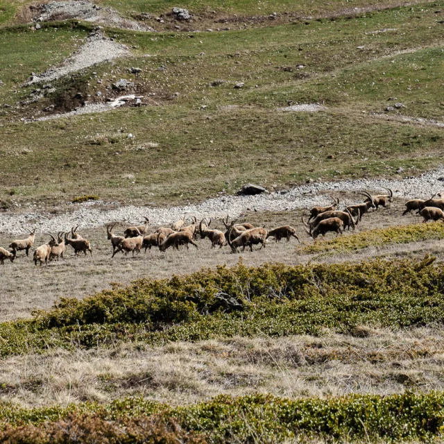 Troupeau de bouquetins au milieu des champs