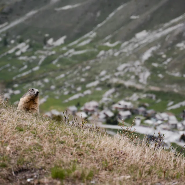 Marmotte avec vue sur le village