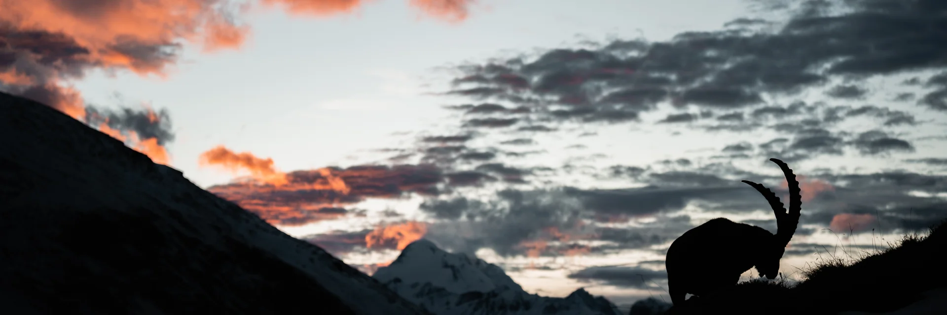 Ibex at sunset